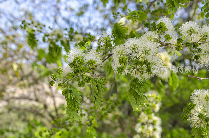 塞拉多矿树:Albizia Polycephala